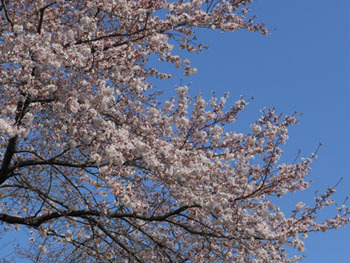 150419_sakura03.jpg