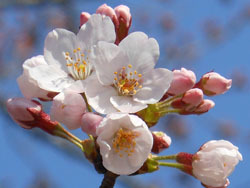 150419_sakura05.jpg
