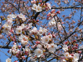 150419_sakura07.jpg