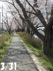 150420_sakura1.jpg