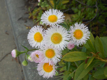 150421_harujion.jpg