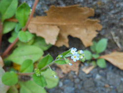 150421_kyuuri_g1.jpg