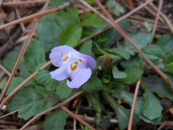150421_m_sagigoke.jpg
