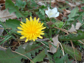150421_tanpopo3.jpg