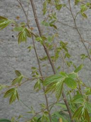 150422_enoki2.jpg