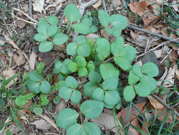 150425_nodake.jpg
