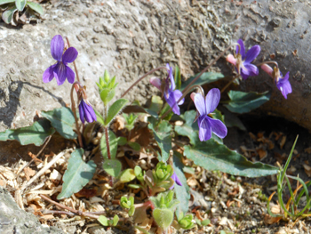 150428_himesumire7.jpg