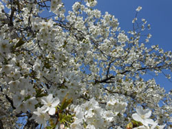 150429_ohsima_z1.jpg