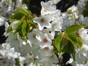 150429_ohsima_z2.jpg
