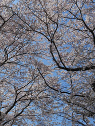 150429_sakura2.jpg
