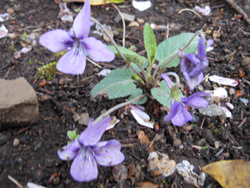 150430_noji_s4.jpg
