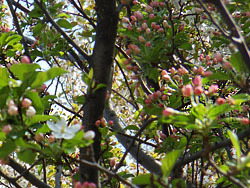150503_h_ringo1.jpg