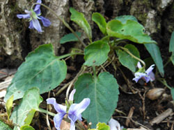 150504_kosumire.jpg