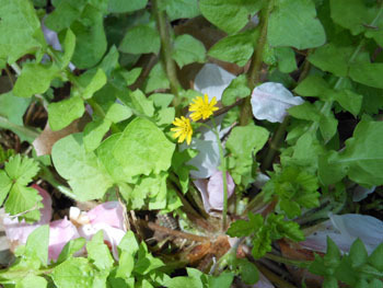 150504_y_tabirako.jpg