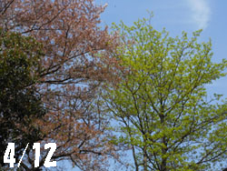 150505_saku_mizu.jpg