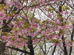 150506_sakura06.jpg