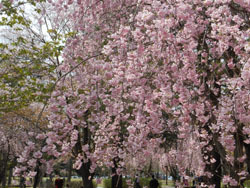 150506_sakura08.jpg