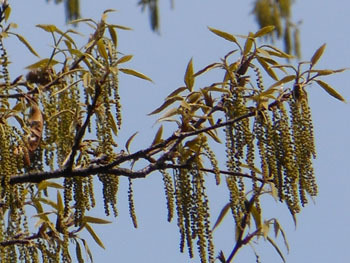 150507_kunugi.jpg