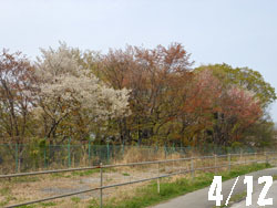 150509_yamazakura1.jpg