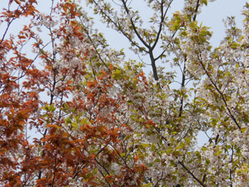 150509_yamazakura3.jpg