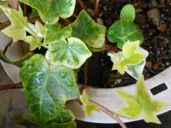 150519_hedera.jpg