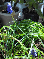 150519_muscari.jpg