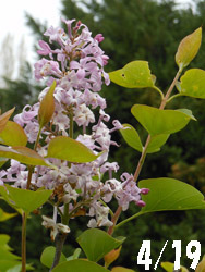 150520_lilac1.jpg