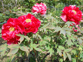 150524_botan07.jpg