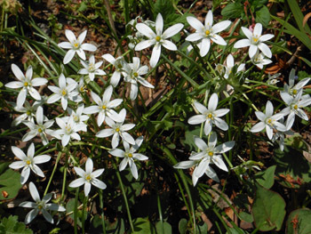 150527_t_o_amana.jpg