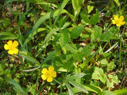 150527_umano_a1.jpg