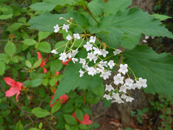 150528_o_yozome02.jpg