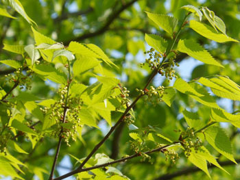 150531_mukunoki.jpg