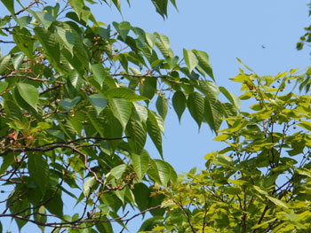 150531_sakura_enoki.jpg