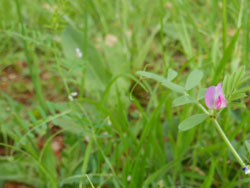 150601_karasu_e.jpg