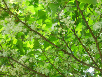 150610_sawafutagi6.jpg