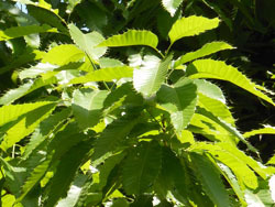 150616_17kunugi.jpg