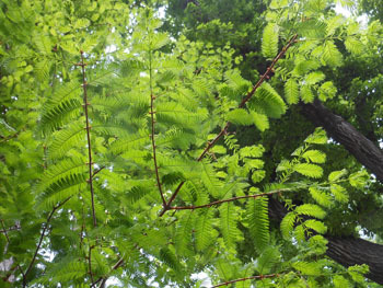150616_19metasequoia.jpg