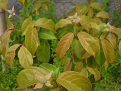 150624_j_yamabousi.jpg