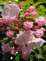 150628_kalmia2.jpg