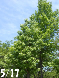150706_momijiba_f.jpg