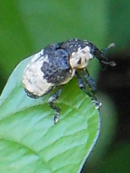 150718_ojiroasinaga_z2.jpg
