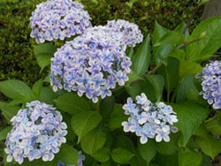 150722_s_ajisai1.jpg