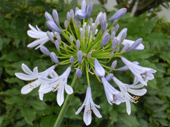 150723_13agapanthus.jpg