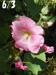 150723_1tatiaoi1.jpg