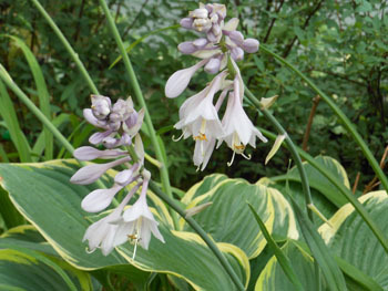 150723_9hosta.jpg