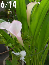 150724_calla1.jpg