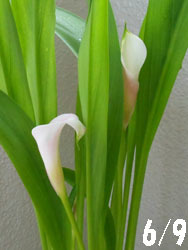 150724_calla4.jpg