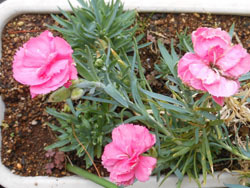 150724_carnation.jpg
