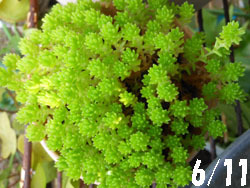 150724_sedum1.jpg