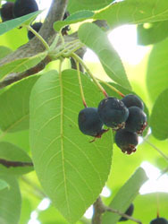 150725_juneberry.jpg